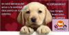Foto de Veterinaria My healthy pet